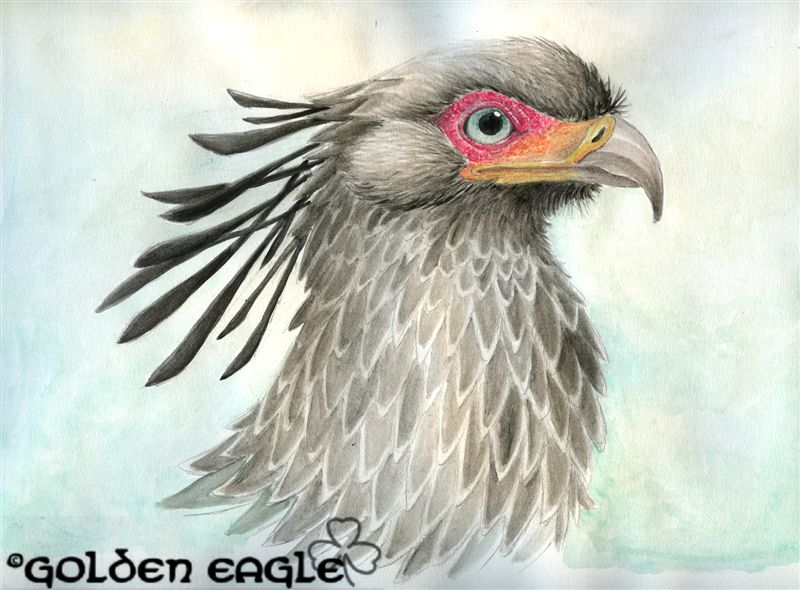 Acquerelli - Golden eagle